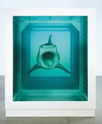 鲨鱼标本艺术家图片